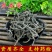 水龙骨青石莲岩蚕青龙骨供应上千种中药材