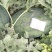 龙卷风头茬八斤底九成熟