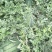 龙卷风头茬八斤底九成熟