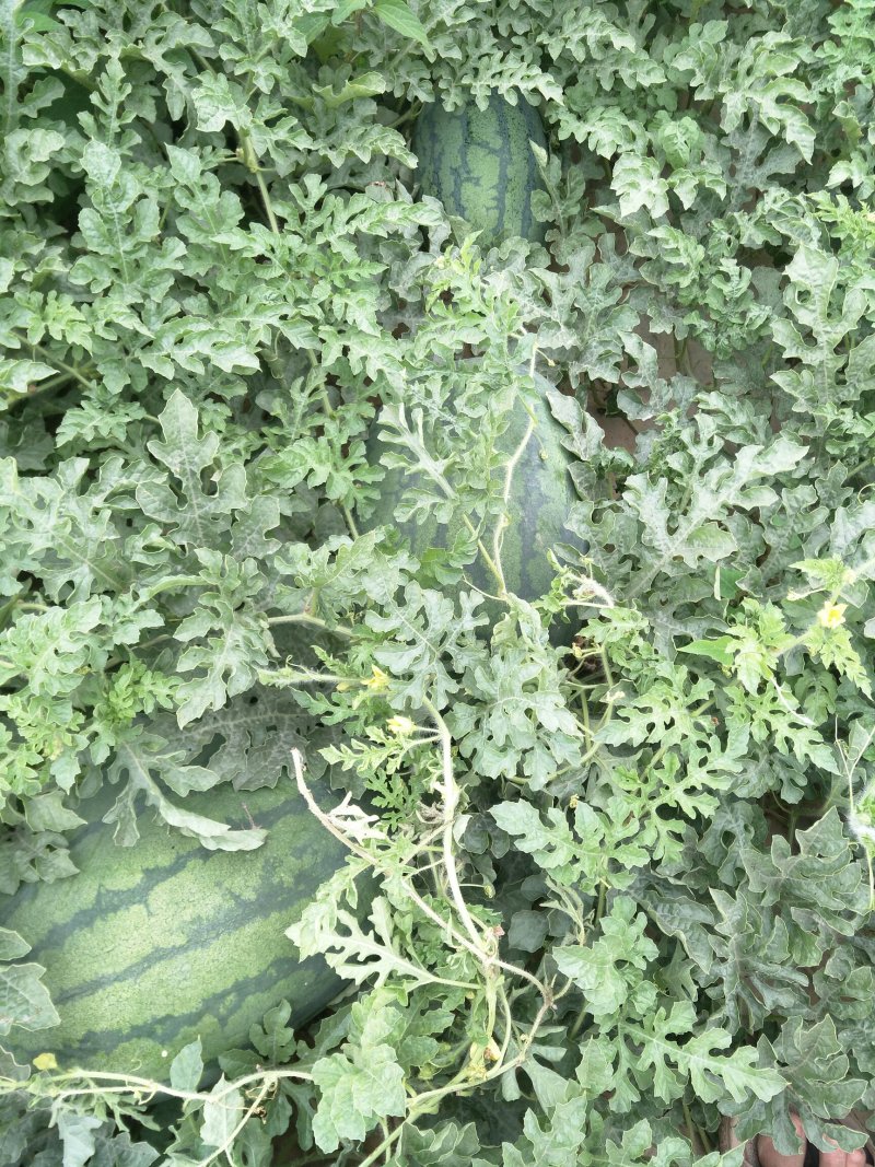 龙卷风头茬八斤底九成熟