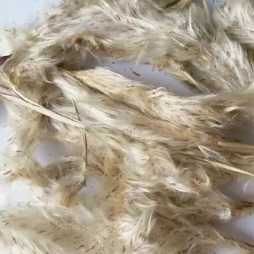 茅针花白茅花供应上千种中药