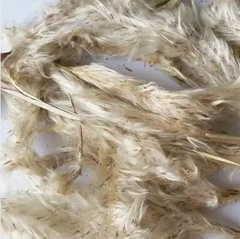 茅针花白茅花供应上千种中药