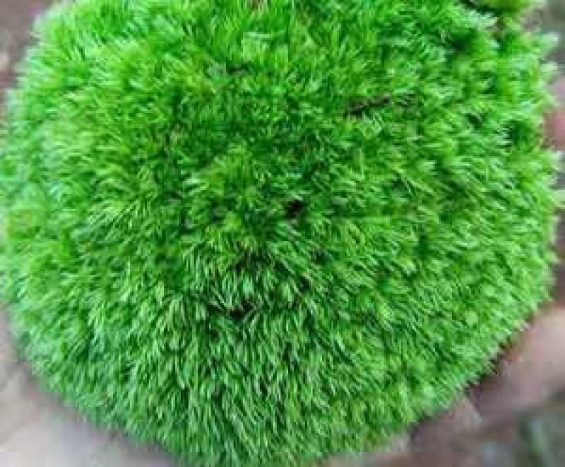 苔藓