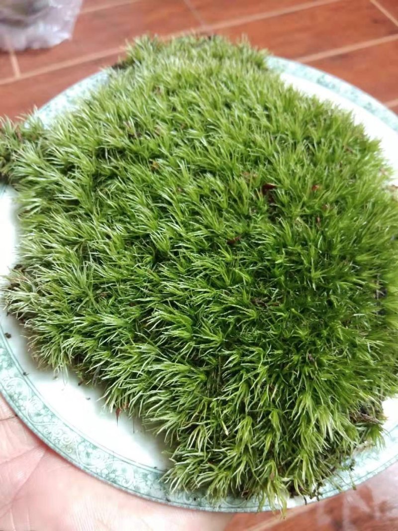 苔藓
