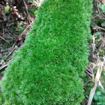 苔藓