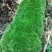 苔藓