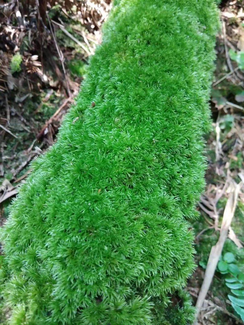 苔藓