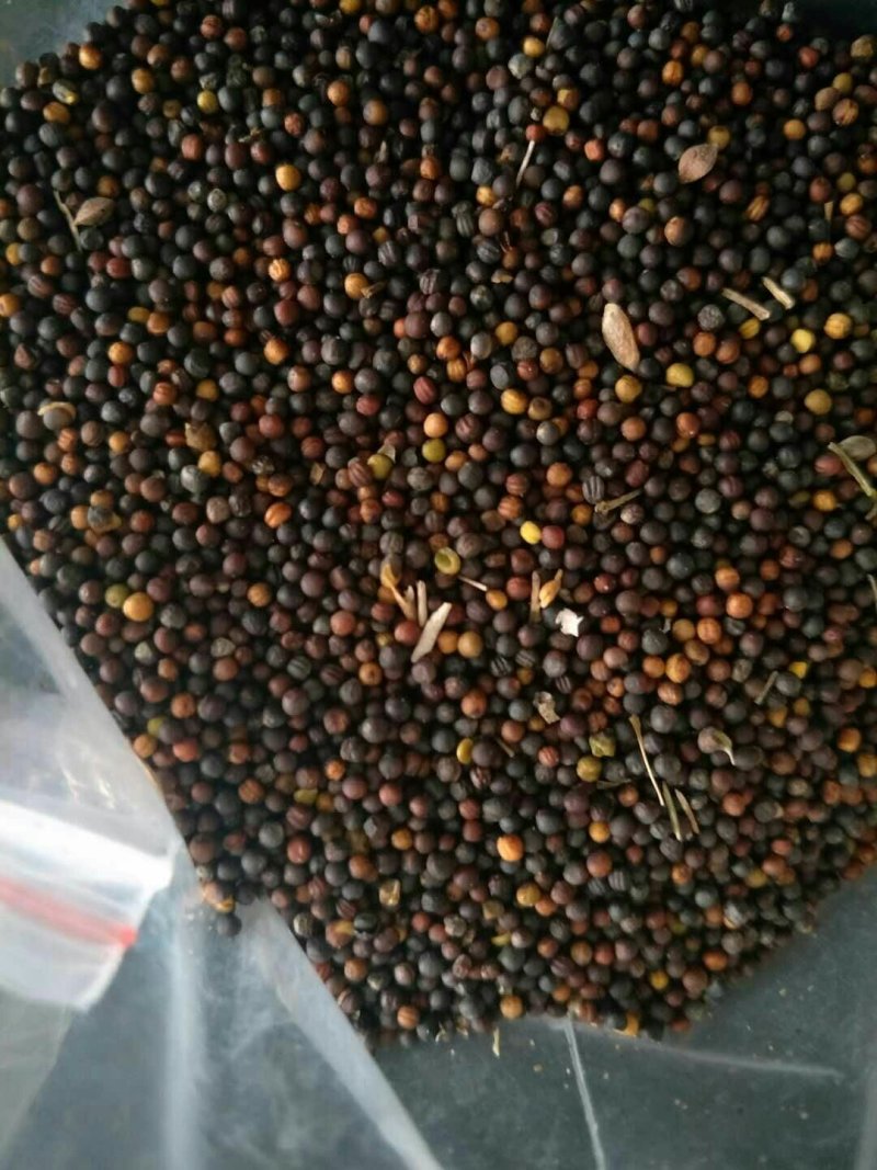 进口俄罗斯菜籽，优质高含油，味香浓，油色金黄透亮。
