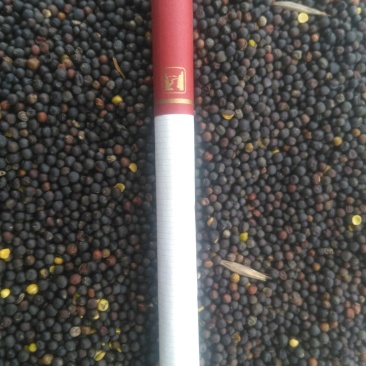 进口俄罗斯菜籽，优质高含油，味香浓，油色金黄透亮。