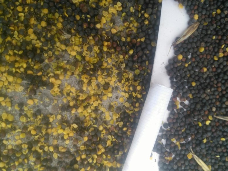 进口俄罗斯菜籽，优质高含油，味香浓，油色金黄透亮。