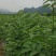罗城县基地大量批发江西中花吴茱萸扦插苗健康大苗60公分以