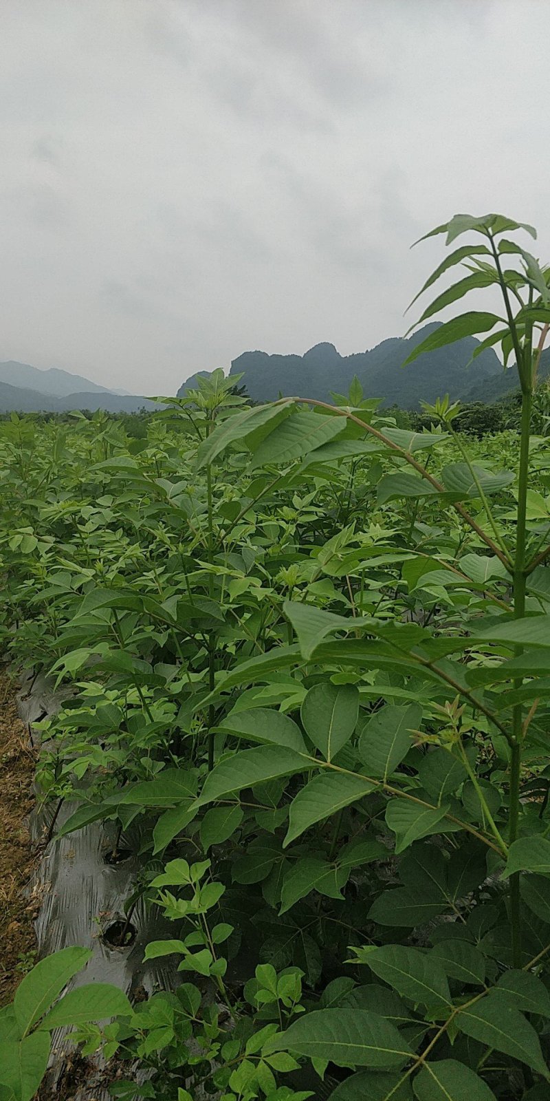 罗城县基地大量批发江西中花吴茱萸扦插苗健康大苗60公分以