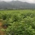 罗城县基地大量批发江西中花吴茱萸扦插苗健康大苗60公分以