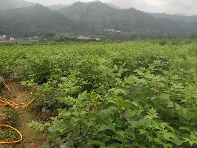 罗城县基地大量批发江西中花吴茱萸扦插苗健康大苗60公分以