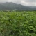 罗城县基地大量批发江西中花吴茱萸扦插苗健康大苗60公分以