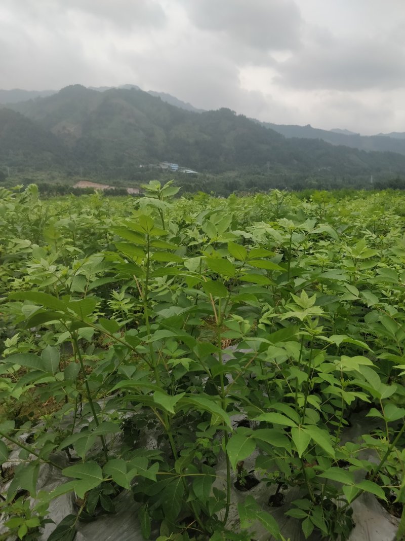 罗城县基地大量批发江西中花吴茱萸扦插苗健康大苗60公分以