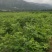 罗城县基地大量批发江西中花吴茱萸扦插苗健康大苗60公分以