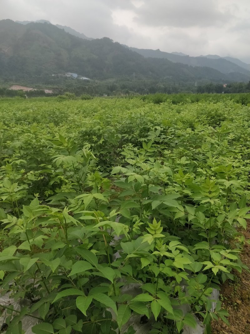 罗城县基地大量批发江西中花吴茱萸扦插苗健康大苗60公分以