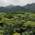 罗城县基地大量批发江西中花吴茱萸扦插苗健康大苗60公分以
