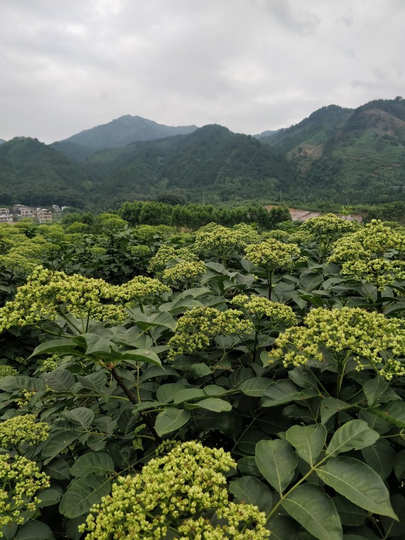 罗城县基地大量批发江西中花吴茱萸扦插苗健康大苗60公分以