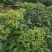 罗城县基地大量批发江西中花吴茱萸扦插苗健康大苗60公分以