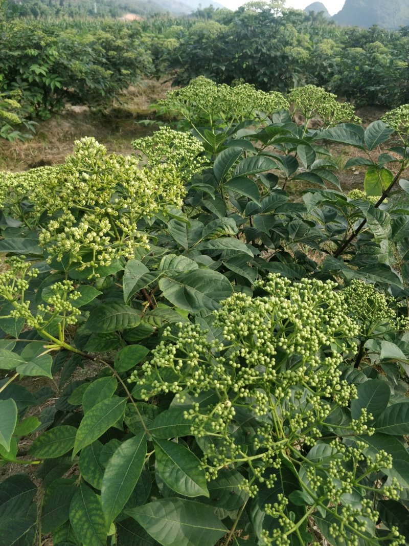 罗城县基地大量批发江西中花吴茱萸扦插苗健康大苗60公分以