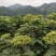 罗城县基地大量批发江西中花吴茱萸扦插苗健康大苗60公分以