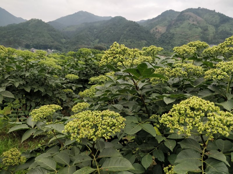 罗城县基地大量批发江西中花吴茱萸扦插苗健康大苗60公分以