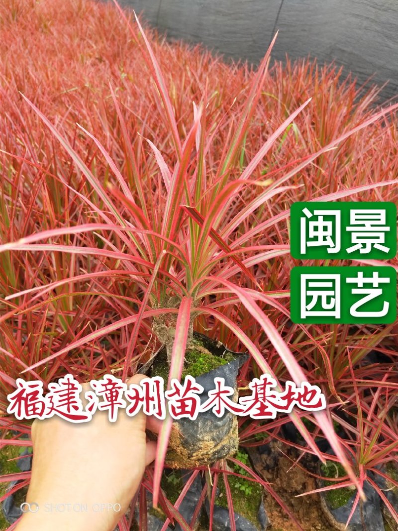 七彩马尾铁千年木袋苗杯苗福建基地批发