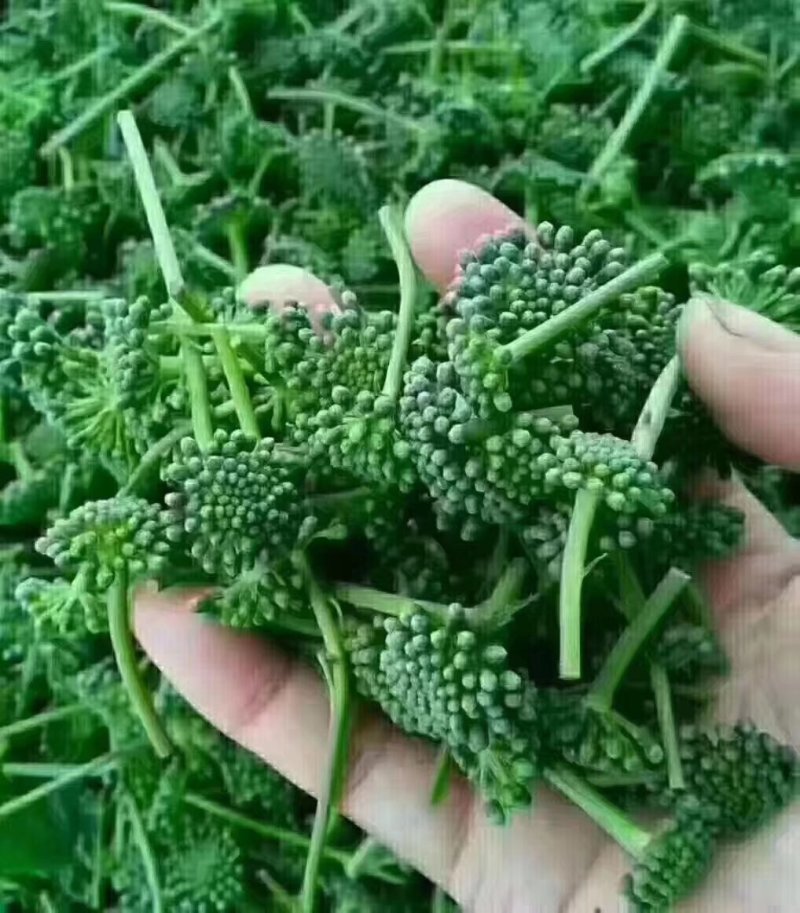 长白山人参花吉林抚松人参花特产泡水东北土特产
