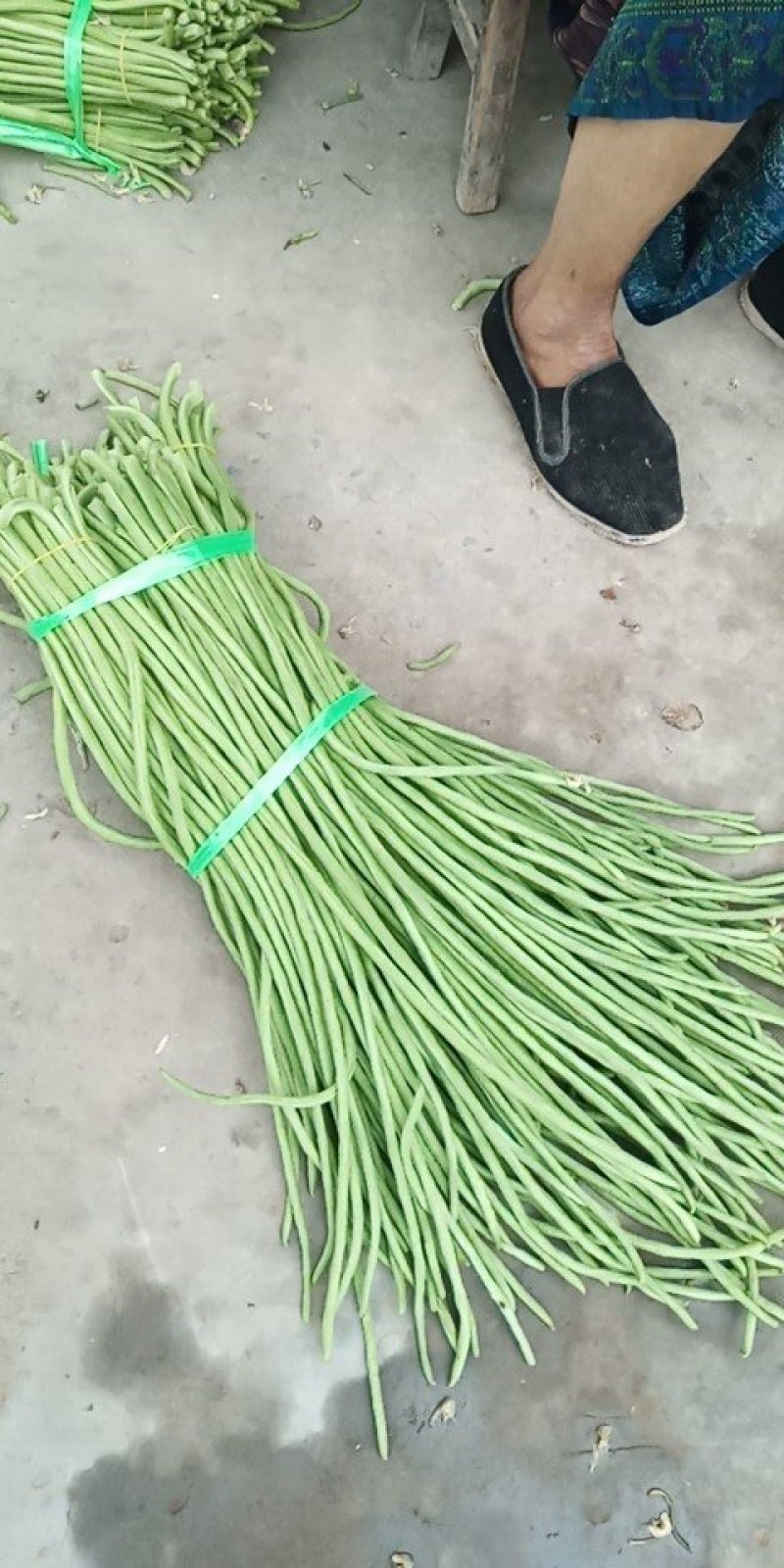 70公分以上的豆角都是精品豆角