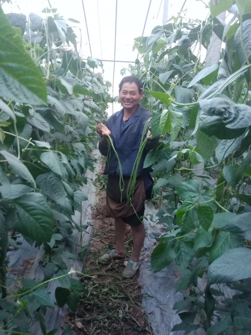 70公分以上的豆角都是精品豆角