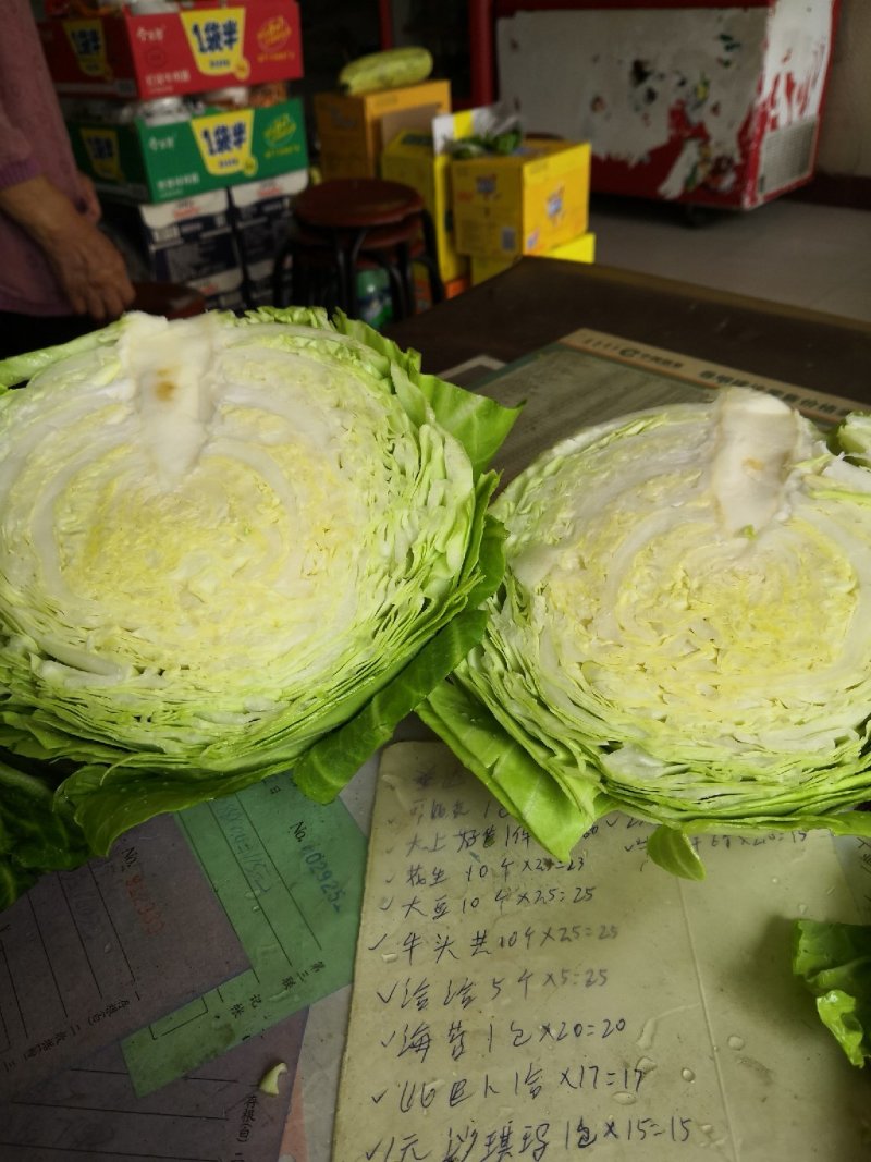 甘蓝