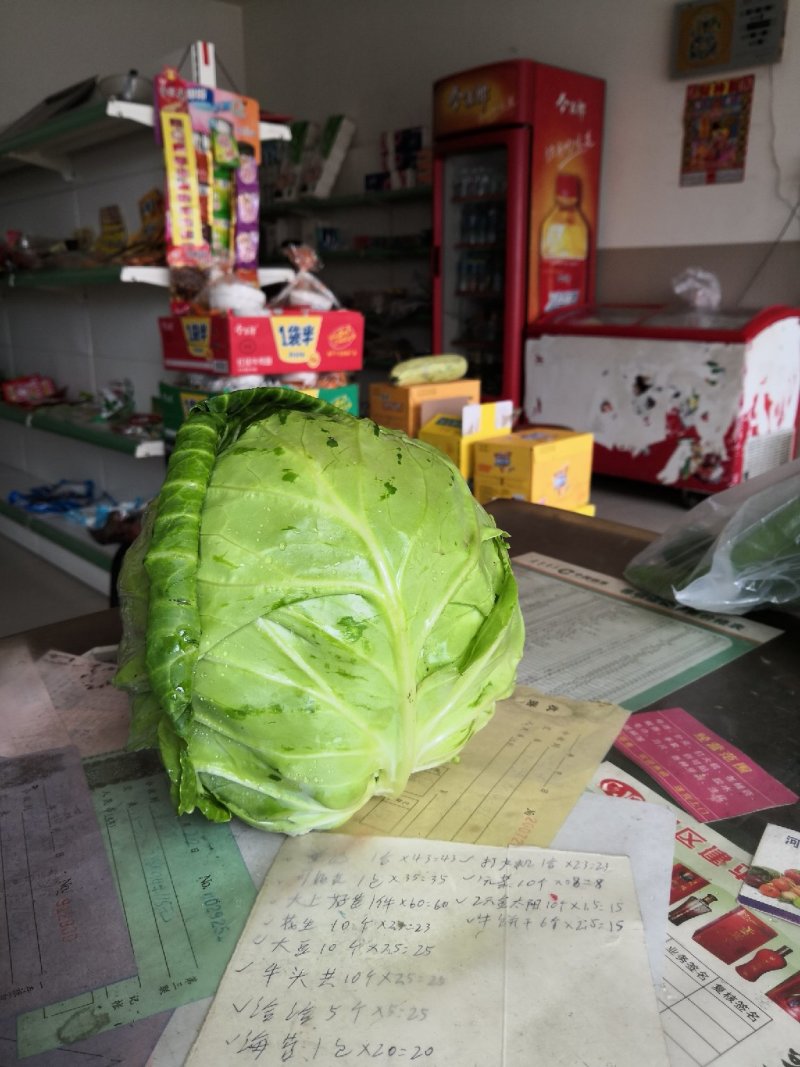 甘蓝
