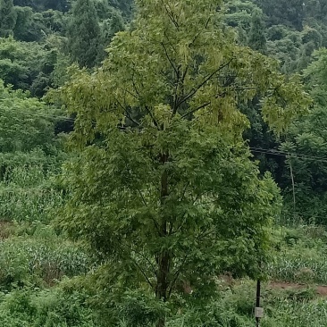15-50公分枫杨，元宝树，
