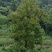 15-50公分枫杨，元宝树，