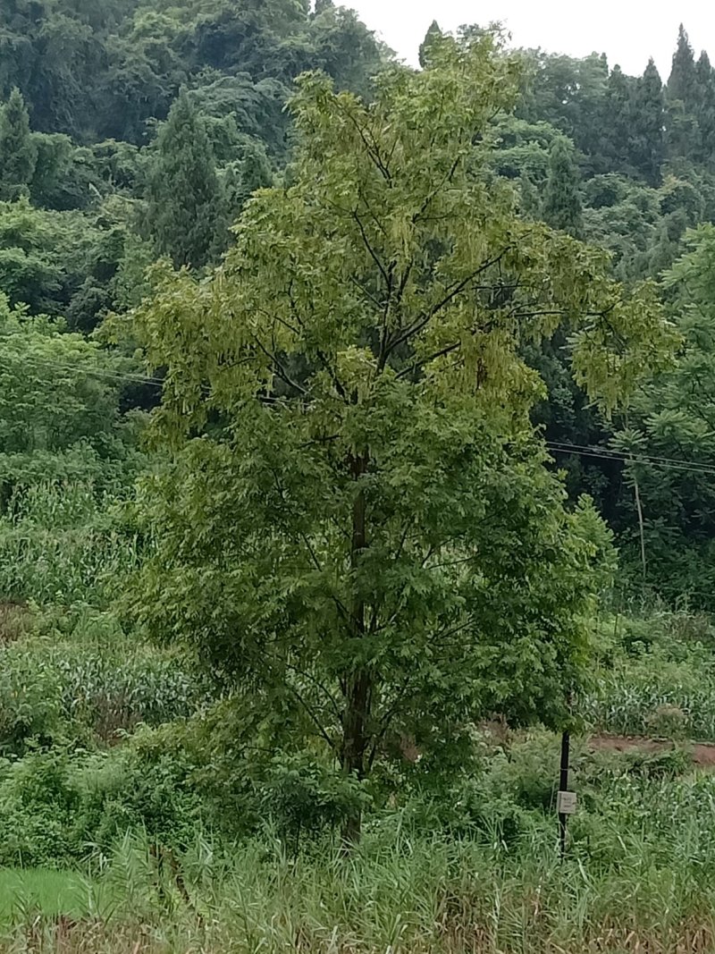 15-50公分枫杨，元宝树，