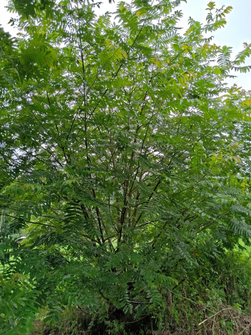 15-50公分枫杨，元宝树，