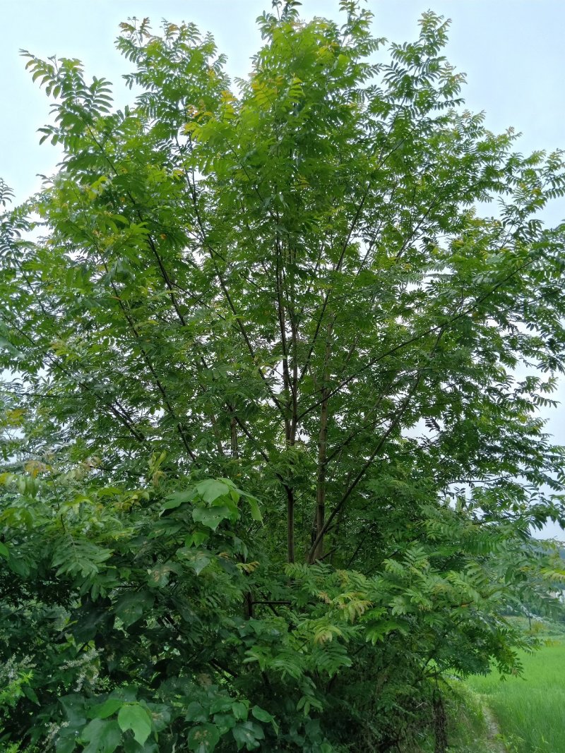 15-50公分枫杨，元宝树，