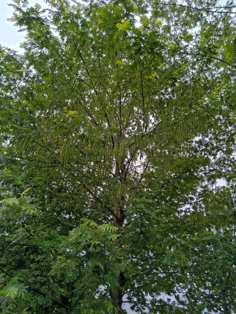 15-50公分枫杨，元宝树，
