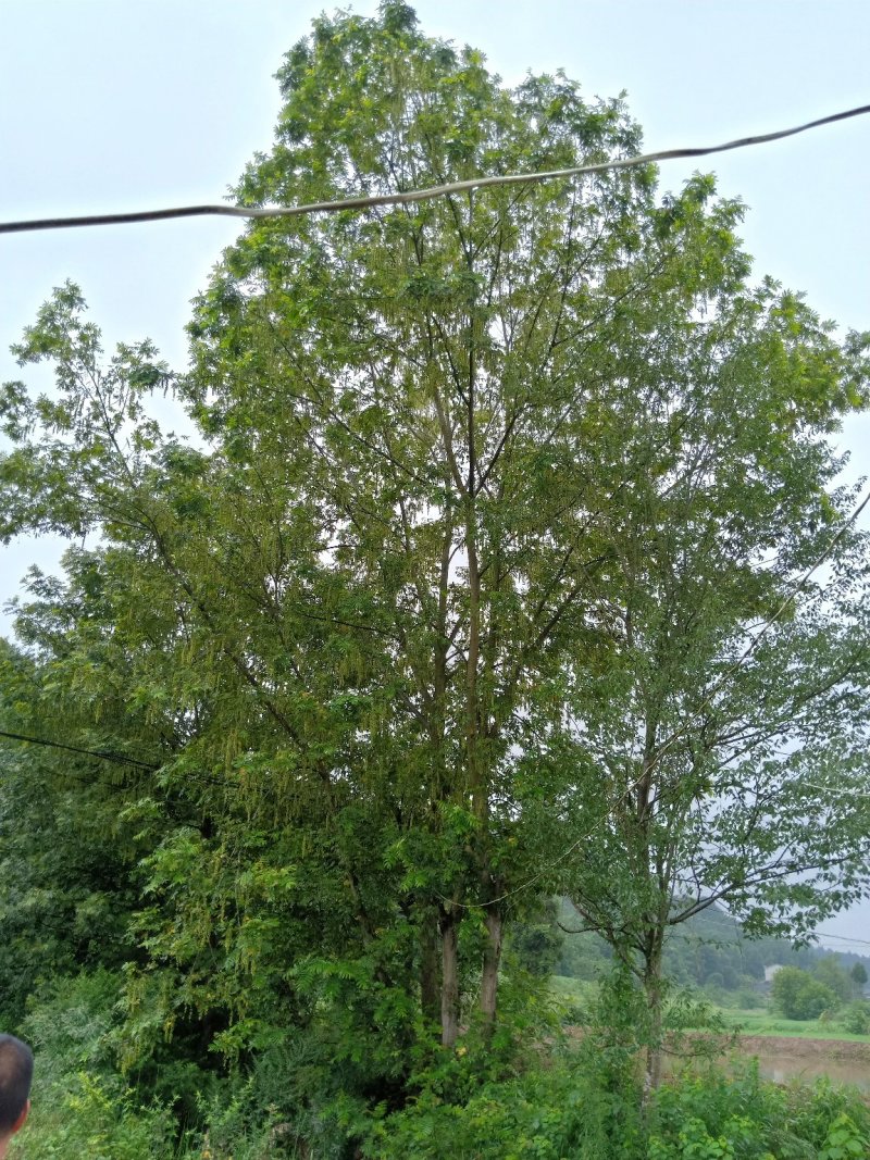 15-50公分枫杨，元宝树，