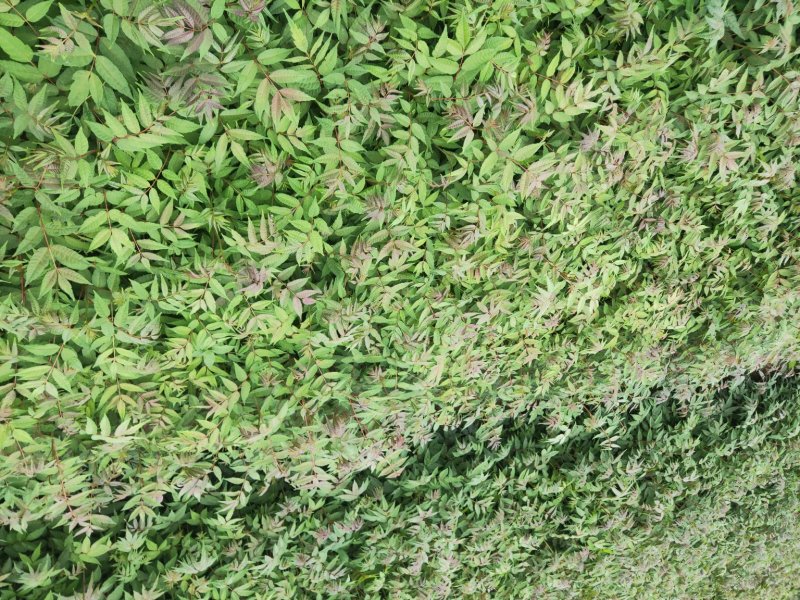 云南香椿树苗、四季红油香椿、袋苗、地苗、长年供应量大从优