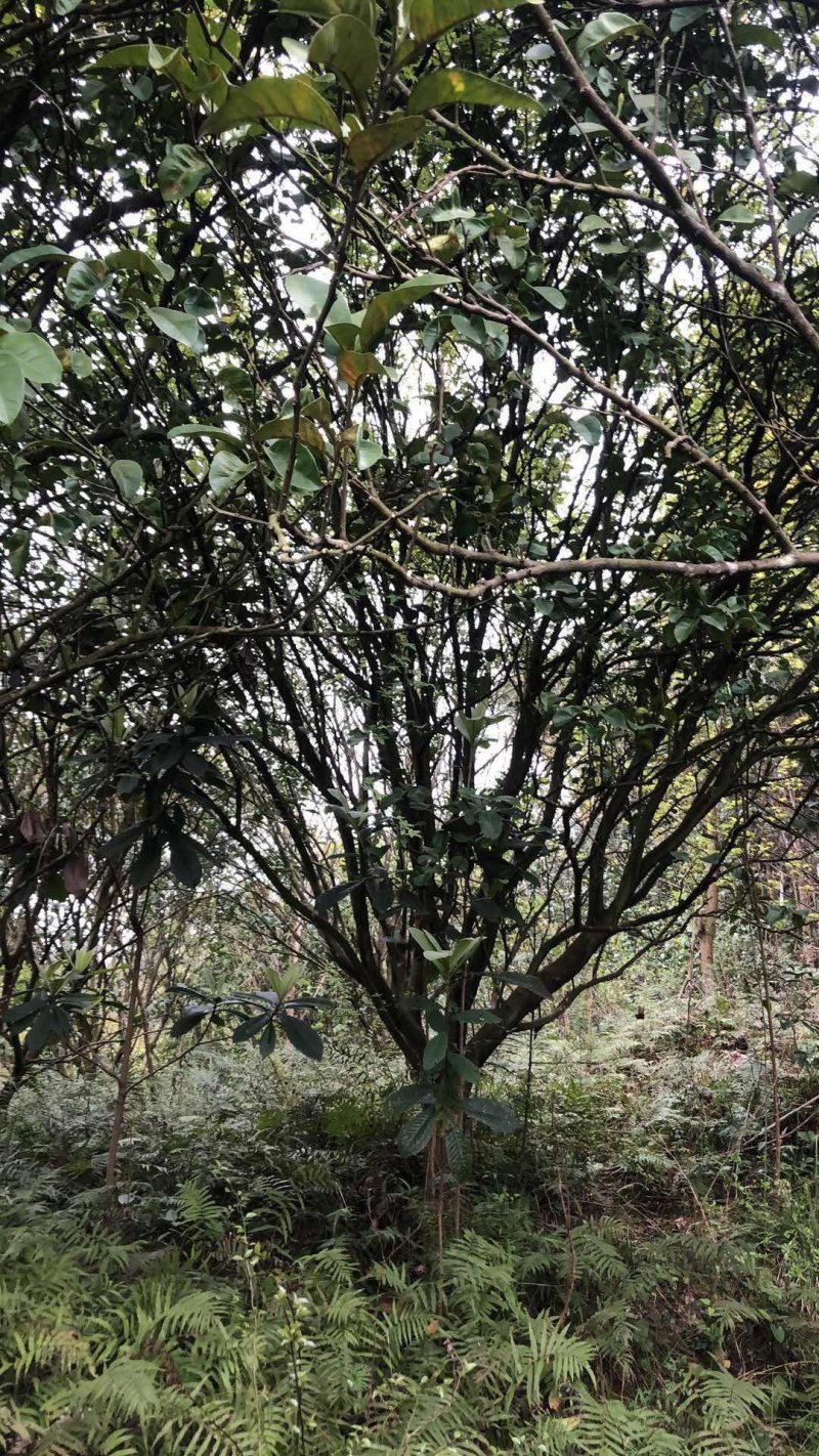 香泡，柚子树
