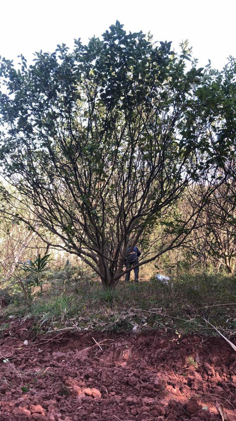 香泡，柚子树