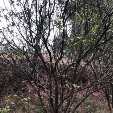 香泡，柚子树