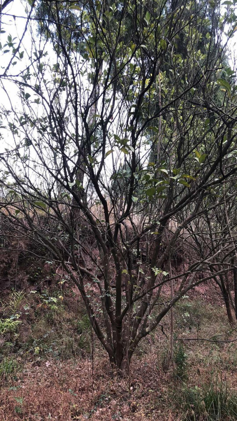 香泡，柚子树