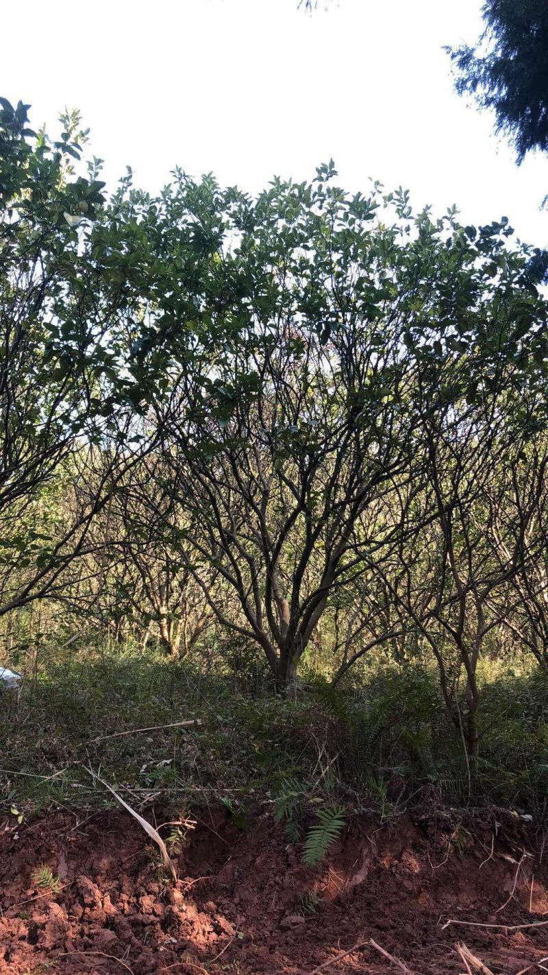 香泡，柚子树