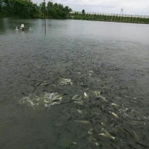 鲤鱼苗，成品鲤鱼，长期供应各种规格鱼苗，成品鱼。