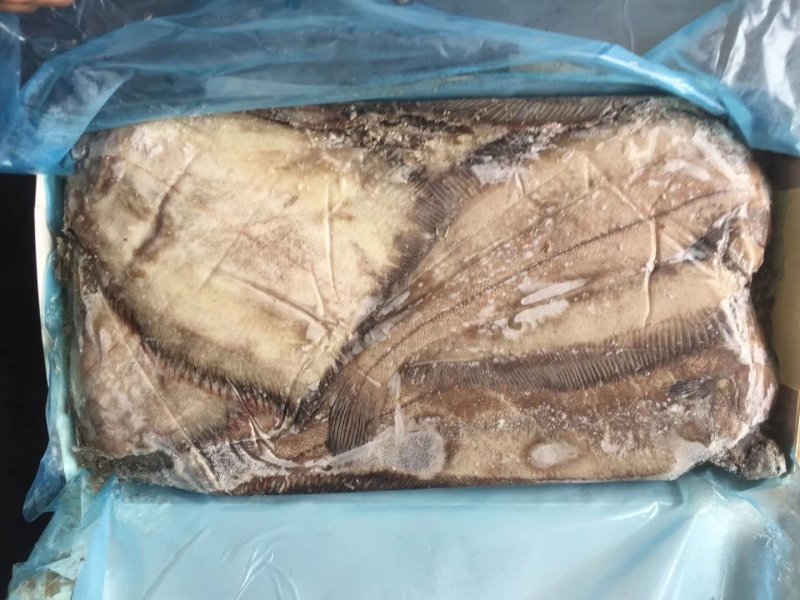 灰鲽