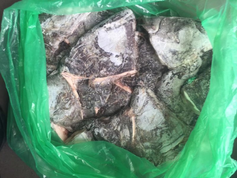 比目鱼头